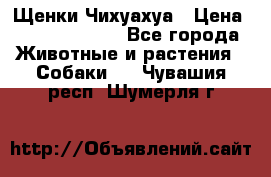 Щенки Чихуахуа › Цена ­ 12000-15000 - Все города Животные и растения » Собаки   . Чувашия респ.,Шумерля г.